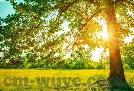 麻豆戏精刘婷av-乐观前行，麻豆界的戏精刘婷及其在网络中的影响